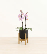 Load image into Gallery viewer, Stone Black stand:bamboo
