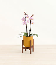 Load image into Gallery viewer, Sunset Orange stand:walnut