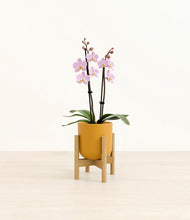 Load image into Gallery viewer, Sunset Orange stand:bamboo