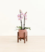Load image into Gallery viewer, Striped Rose Pink stand:walnut
