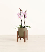 Load image into Gallery viewer, Olive stand:walnut