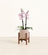 Load image into Gallery viewer, Eternal Gray stand:walnut