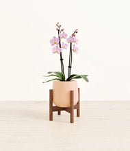 Load image into Gallery viewer, Gentle Pink stand:walnut