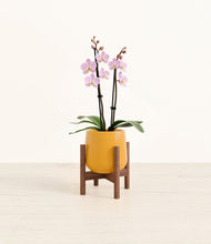 Load image into Gallery viewer, Mustard stand:walnut