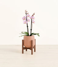 Load image into Gallery viewer, Calm Rose stand:walnut