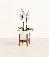 Load image into Gallery viewer, White stand:walnut