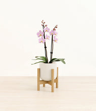 Load image into Gallery viewer, Cotton White stand:bamboo