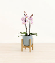 Load image into Gallery viewer, Misty Blue stand:bamboo