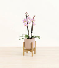 Load image into Gallery viewer, Sandy Pink stand:bamboo