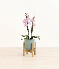 Load image into Gallery viewer, Reactive Aqua stand:bamboo