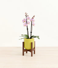 Load image into Gallery viewer, Key Lime Yellow stand:walnut