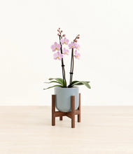 Load image into Gallery viewer, Misty Blue stand:walnut