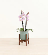 Load image into Gallery viewer, Reactive Aqua stand:walnut