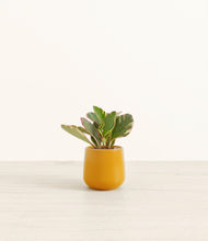 Load image into Gallery viewer, Mustard*****Profile