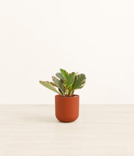 Load image into Gallery viewer, Earth Red*****Profile