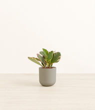 Load image into Gallery viewer, Sage Green*****Profile