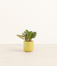 Load image into Gallery viewer, Key Lime Yellow*****Profile