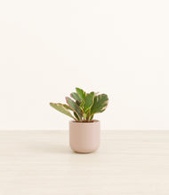 Load image into Gallery viewer, Sandy Pink*****Profile