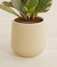 Load image into Gallery viewer, Almond Green stand:all