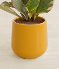 Load image into Gallery viewer, Mustard stand:all