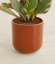 Load image into Gallery viewer, Glossy Red stand:all