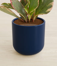 Load image into Gallery viewer, Twilight Blue stand:all