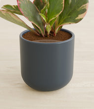 Load image into Gallery viewer, Iron Gray stand:all