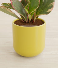 Load image into Gallery viewer, Key Lime Yellow stand:all