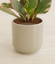 Load image into Gallery viewer, Sage Green stand:all