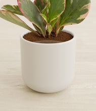 Load image into Gallery viewer, Cotton White stand:all