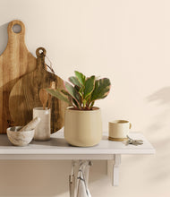 Load image into Gallery viewer, Almond Green