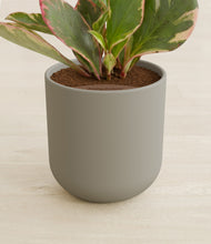 Load image into Gallery viewer, Sage Green stand:all