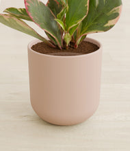 Load image into Gallery viewer, Sandy Pink stand:all