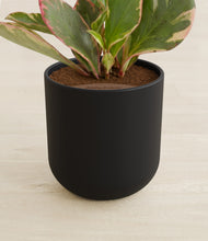 Load image into Gallery viewer, Stone Black stand:all