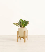 Load image into Gallery viewer, Almond Green stand:bamboo
