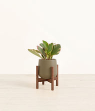 Load image into Gallery viewer, Olive stand:walnut
