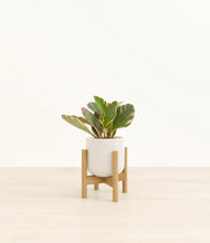 Load image into Gallery viewer, Cotton White stand:bamboo