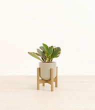 Load image into Gallery viewer, Sage Green stand:bamboo