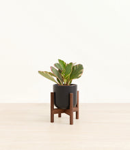 Load image into Gallery viewer, Stone Black stand:walnut