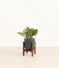 Load image into Gallery viewer, Iron Gray stand:walnut
