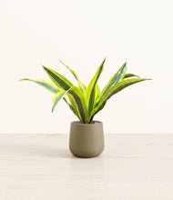 Load image into Gallery viewer, Olive*****Profile
