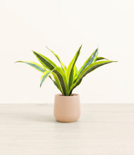 Load image into Gallery viewer, Gentle Pink*****Profile