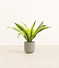 Load image into Gallery viewer, Sage Green*****Profile