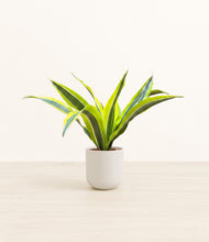 Load image into Gallery viewer, Natural Bamboo*****Profile
