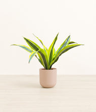 Load image into Gallery viewer, Sandy Pink*****Profile