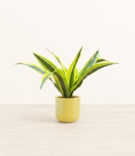 Load image into Gallery viewer, Key Lime Yellow*****Profile