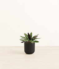 Load image into Gallery viewer, Stone Black*****Profile