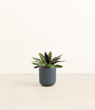 Load image into Gallery viewer, Iron Gray*****Profile