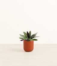 Load image into Gallery viewer, Earth Red*****Profile