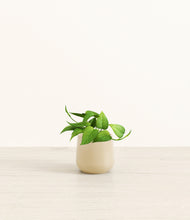 Load image into Gallery viewer, Almond Green*****Profile